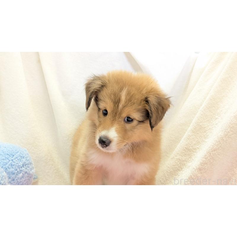 販売中の熊本県のシェットランドシープドッグ(シェルティ)-408651の4枚目
