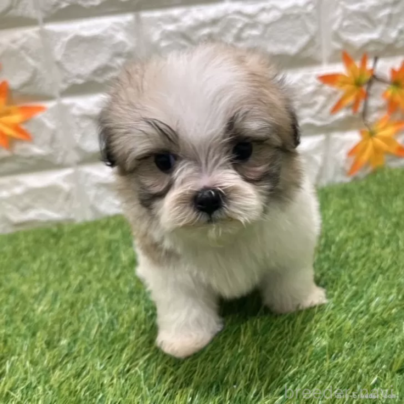 成約済の愛知県のマルシーズー:マルチーズ×シーズー-405173の1枚目