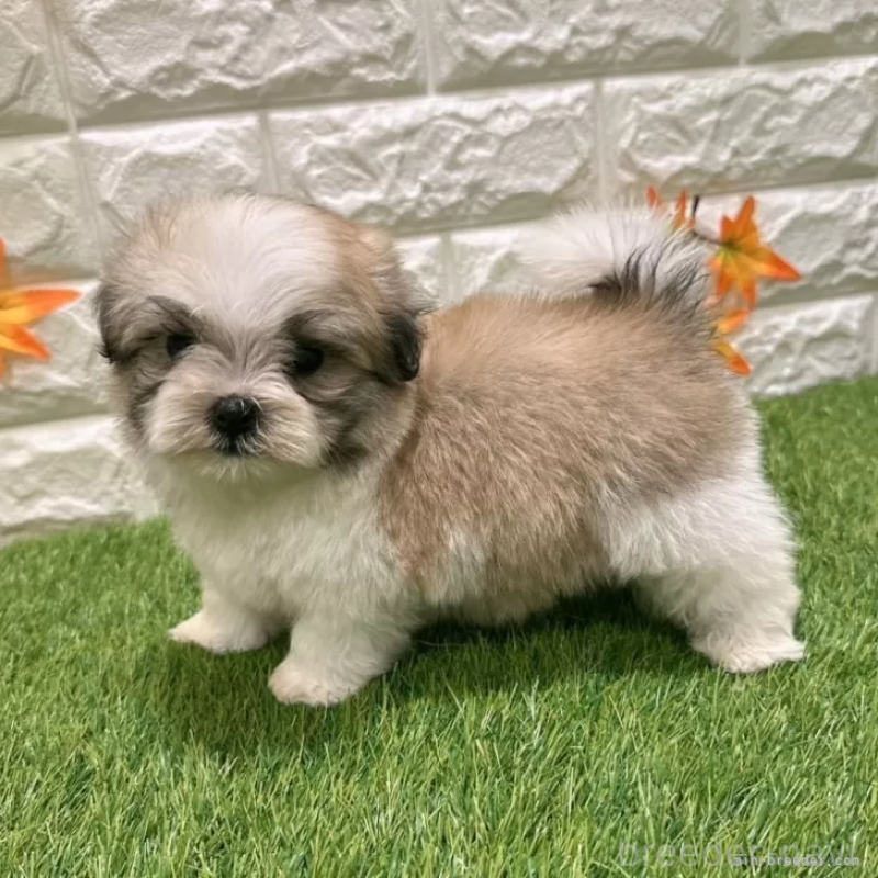 成約済の愛知県のマルシーズー:マルチーズ×シーズー-405173の5枚目