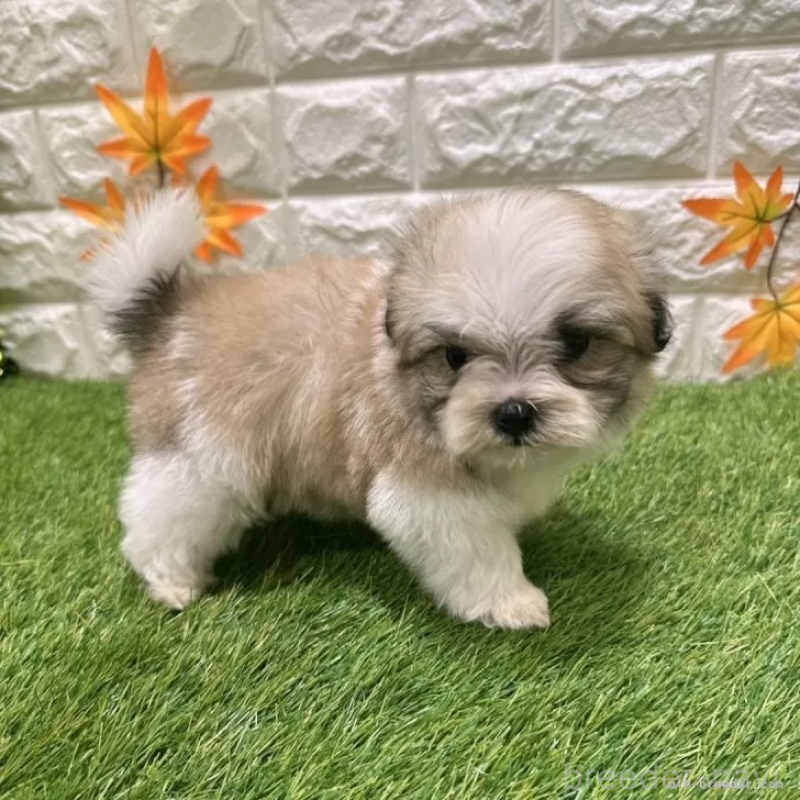 成約済の愛知県のマルシーズー:マルチーズ×シーズー-405173の4枚目