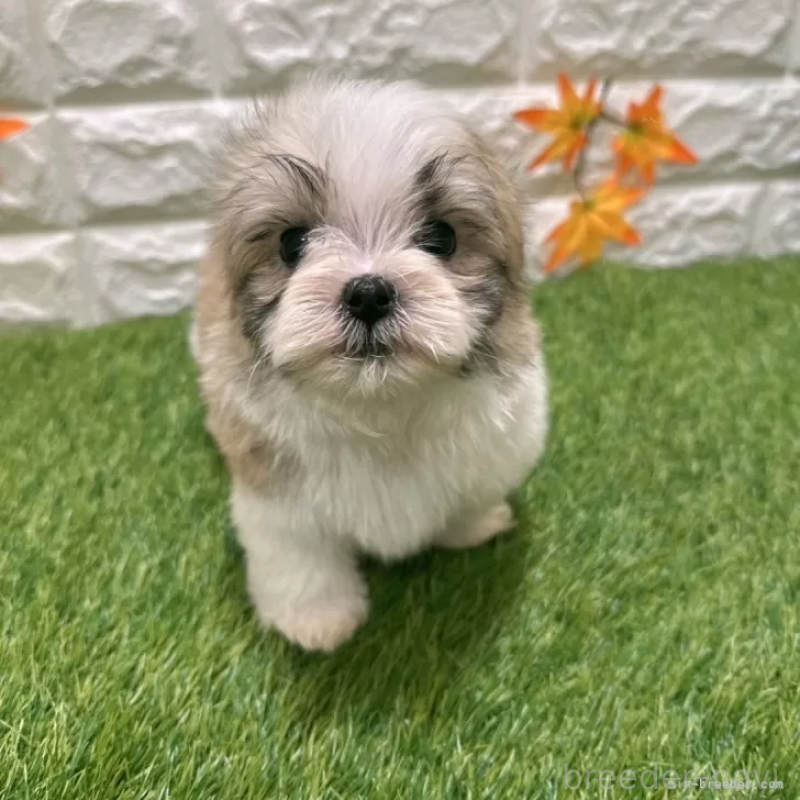 成約済の愛知県のマルシーズー:マルチーズ×シーズー-405173の3枚目