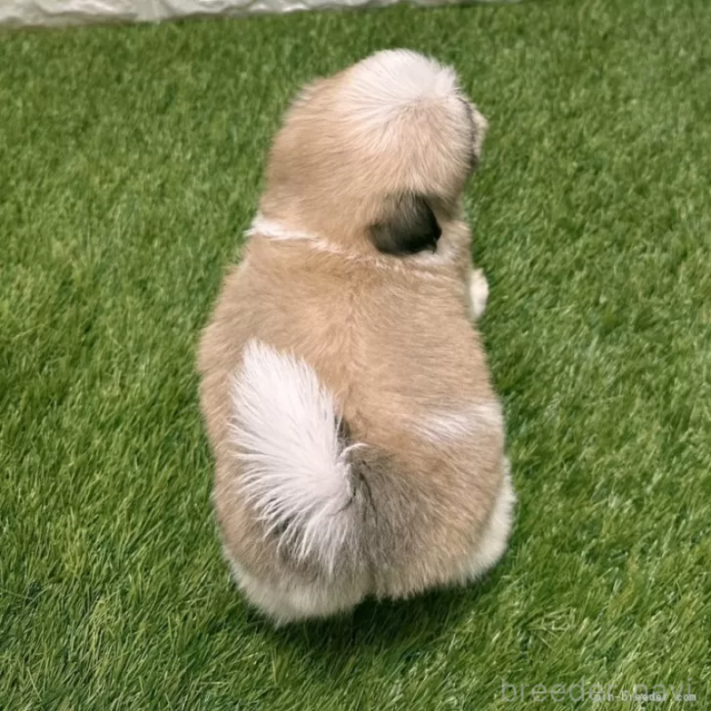 成約済の愛知県のマルシーズー:マルチーズ×シーズー-405173の2枚目