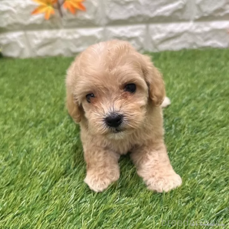 成約済の愛知県のマルプー:マルチーズ×トイプードル-407280