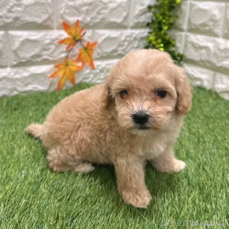 成約済の愛知県のマルプー:マルチーズ×トイプードル-407280の5枚目