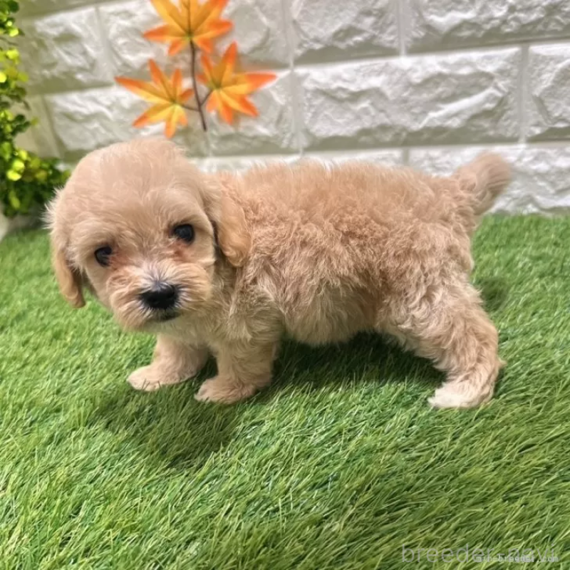 成約済の愛知県のマルプー:マルチーズ×トイプードル-407280の4枚目