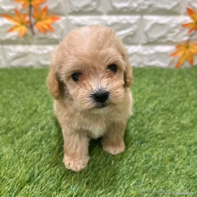 成約済の愛知県のマルプー:マルチーズ×トイプードル-407280の3枚目