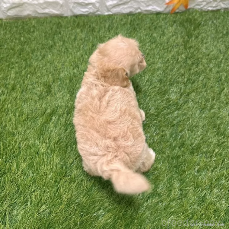 成約済の愛知県のマルプー:マルチーズ×トイプードル-407280の2枚目