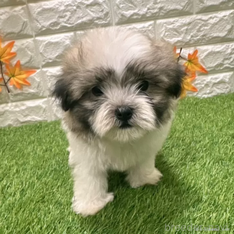 成約済の愛知県のマルシーズー:マルチーズ×シーズー-405166の1枚目