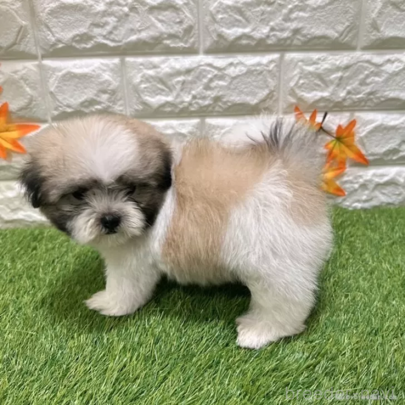 成約済の愛知県のマルシーズー:マルチーズ×シーズー-405166の5枚目