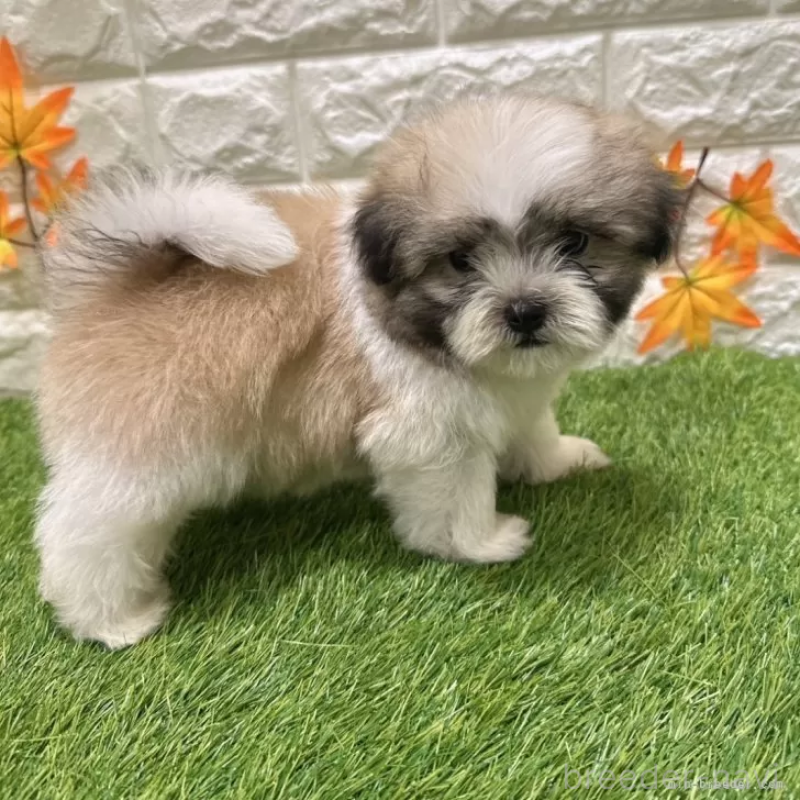 成約済の愛知県のマルシーズー:マルチーズ×シーズー-405166の4枚目