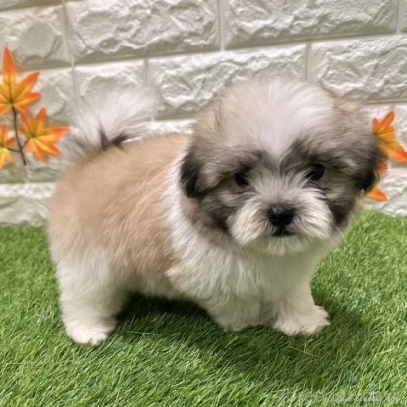 成約済の愛知県のマルシーズー:マルチーズ×シーズー-405166の3枚目