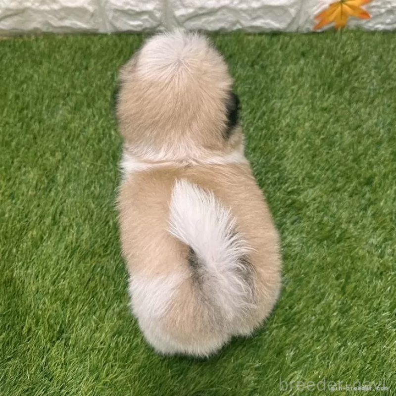 成約済の愛知県のマルシーズー:マルチーズ×シーズー-405166の2枚目