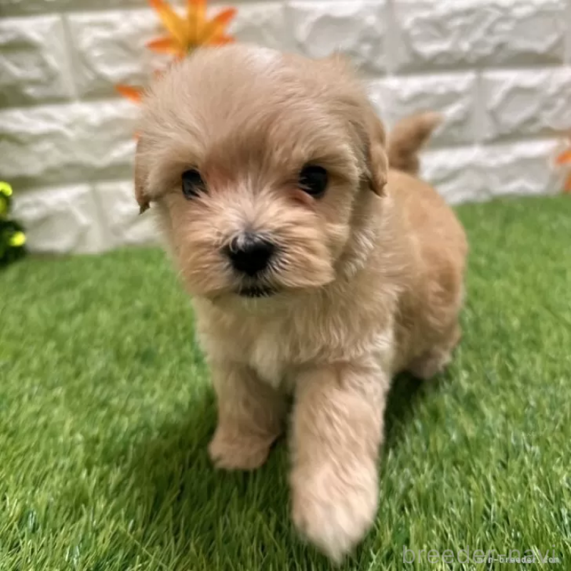 成約済の愛知県のマルプー:マルチーズ×トイプードル-407263の1枚目