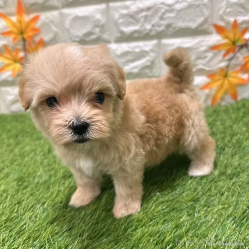 成約済の愛知県のマルプー:マルチーズ×トイプードル-407263の5枚目