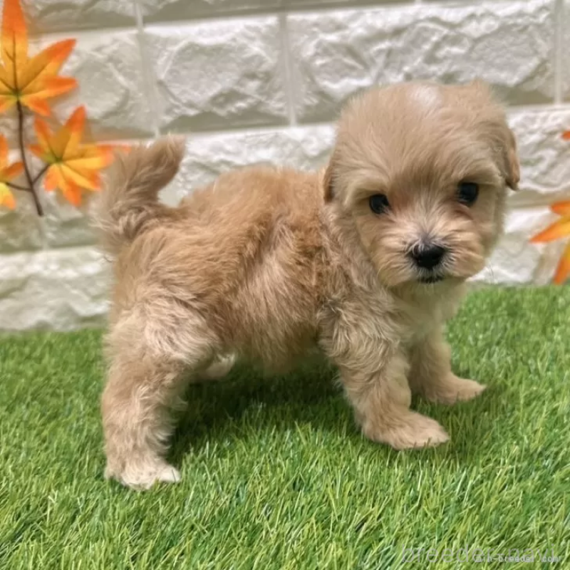 成約済の愛知県のマルプー:マルチーズ×トイプードル-407263の4枚目