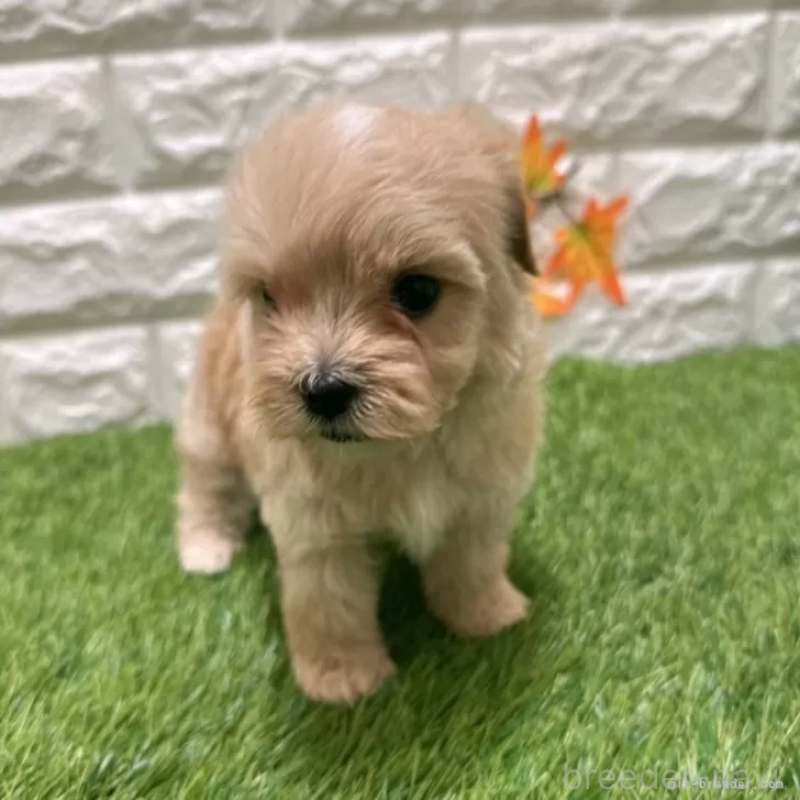 成約済の愛知県のマルプー:マルチーズ×トイプードル-407263の3枚目