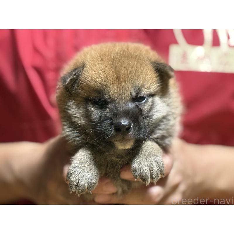 販売中の千葉県の柴犬-406970の7枚目
