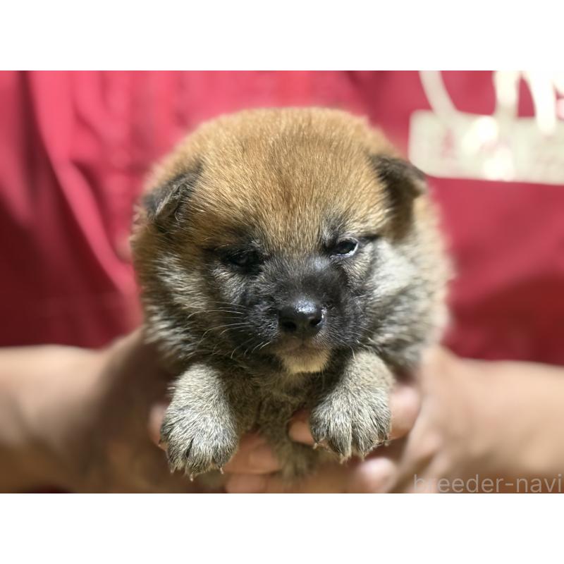 販売中の千葉県の柴犬-406970の6枚目