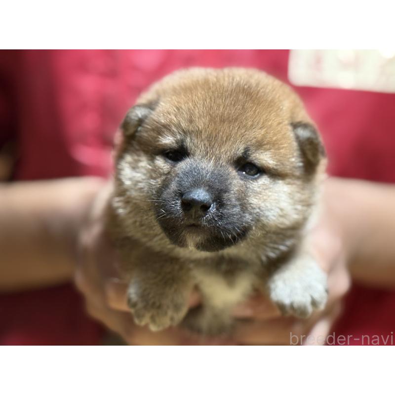 販売中の千葉県の柴犬-406970の4枚目