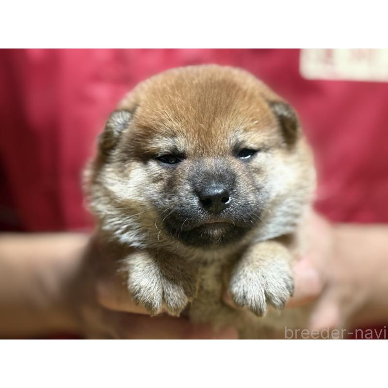 販売中の千葉県の柴犬-406970の3枚目