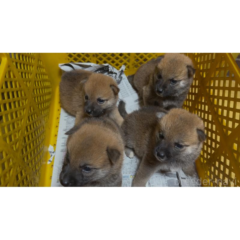 販売中の千葉県の柴犬-406970の2枚目