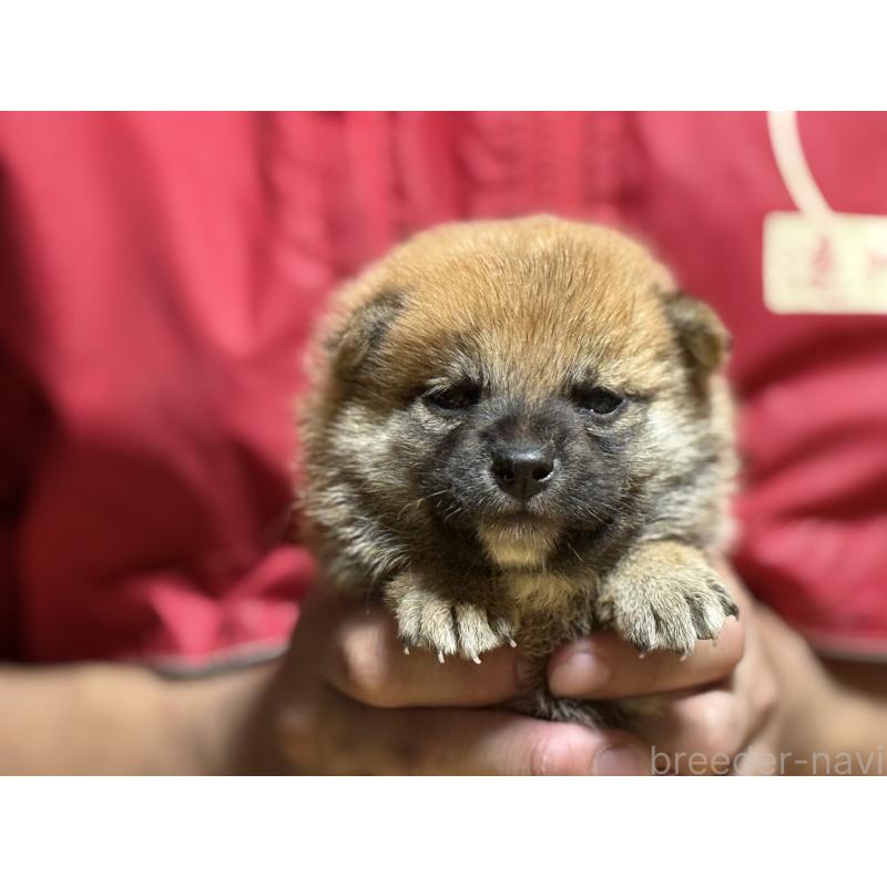 販売中の千葉県の柴犬-406971の4枚目
