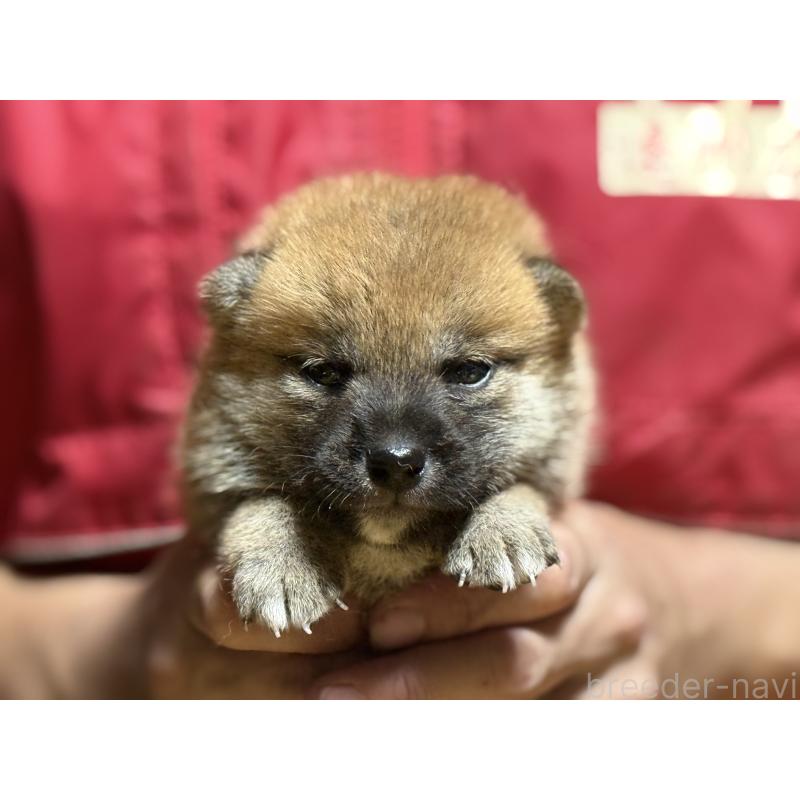 販売中の千葉県の柴犬-406974の5枚目