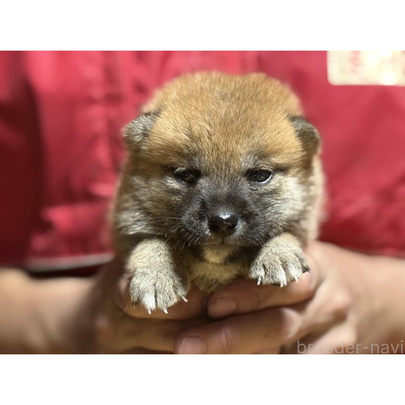 販売中の千葉県の柴犬-406974の4枚目