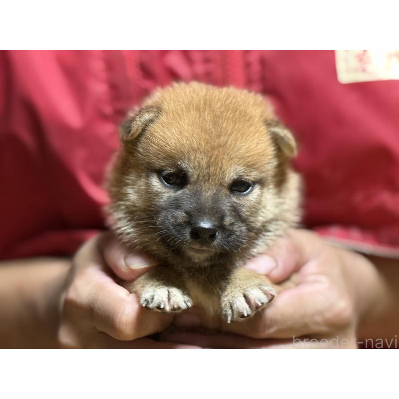 販売中の千葉県の柴犬-406972の6枚目