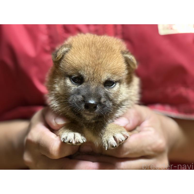 販売中の千葉県の柴犬-406972の5枚目
