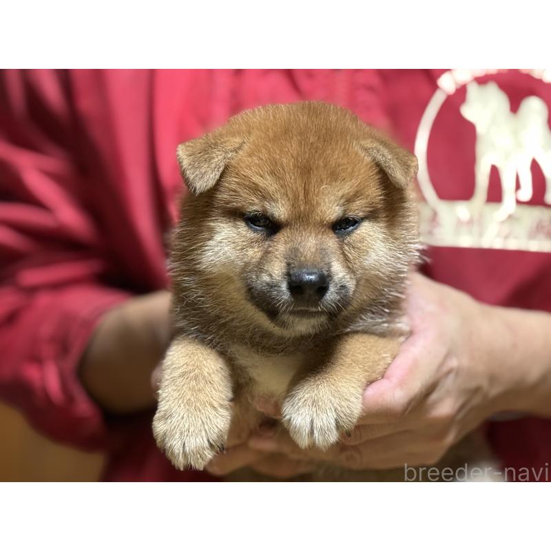 成約済の千葉県の柴犬-405507の3枚目
