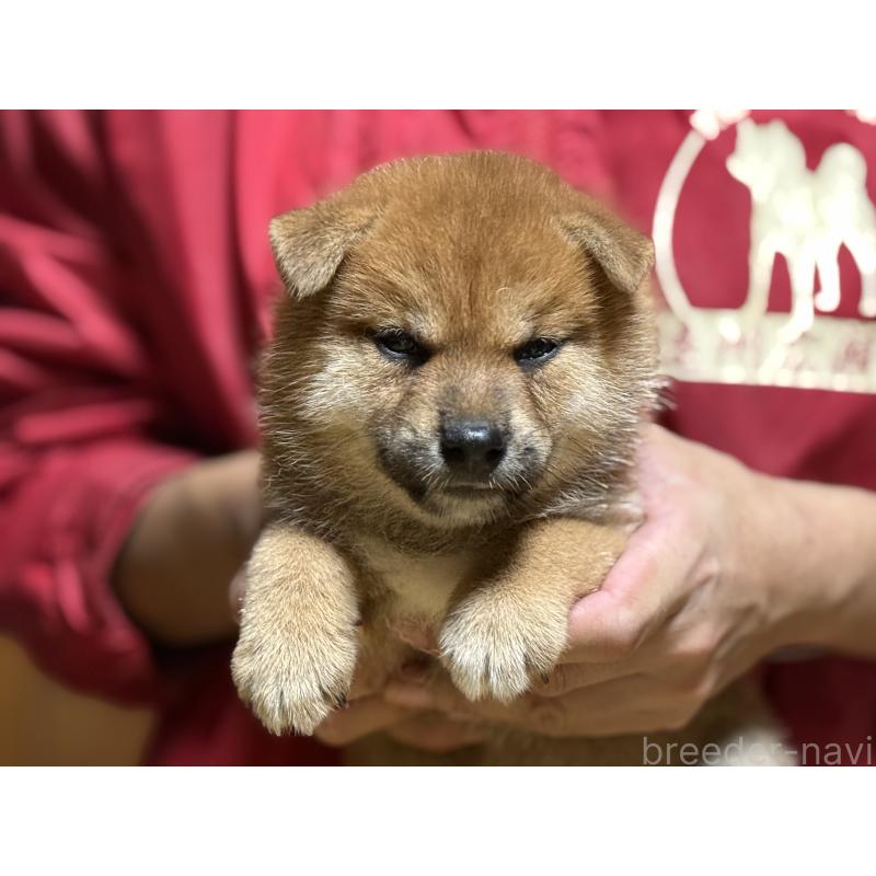 成約済の千葉県の柴犬-405507の2枚目