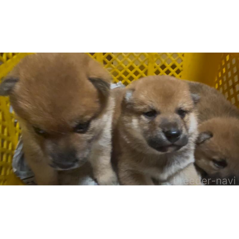 販売中の千葉県の柴犬-406975の5枚目