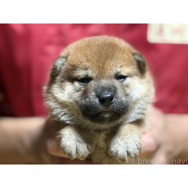 成約済の千葉県の柴犬-406976の2枚目