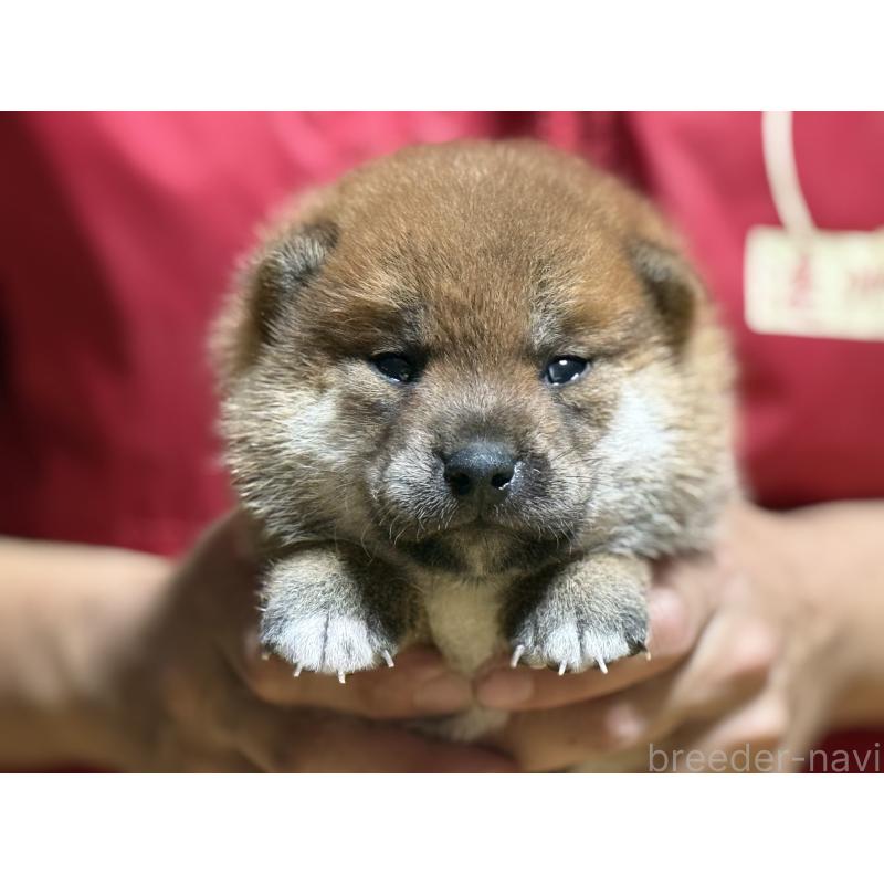 販売中の千葉県の柴犬-406977の4枚目