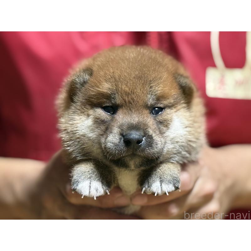販売中の千葉県の柴犬-406977の3枚目