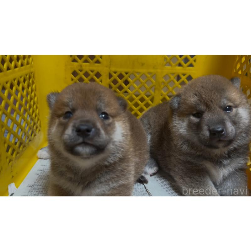 販売中の千葉県の柴犬-406977の2枚目