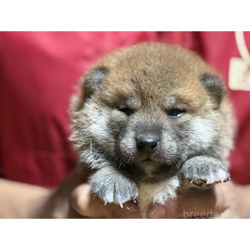 成約済の千葉県の柴犬-406978の4枚目