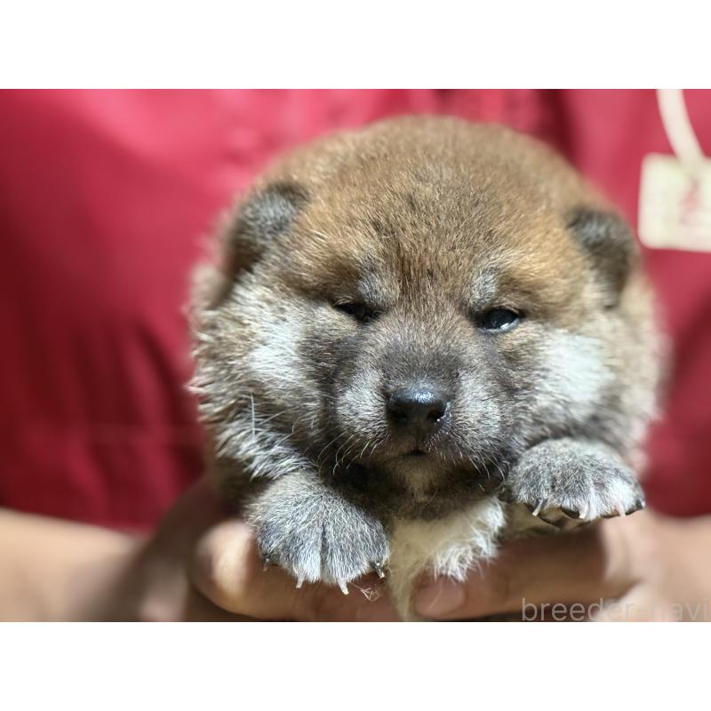 成約済の千葉県の柴犬-406978の3枚目