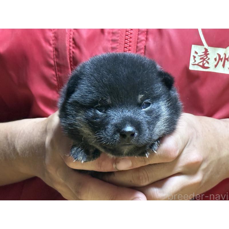 販売中の千葉県の豆柴-408656の2枚目