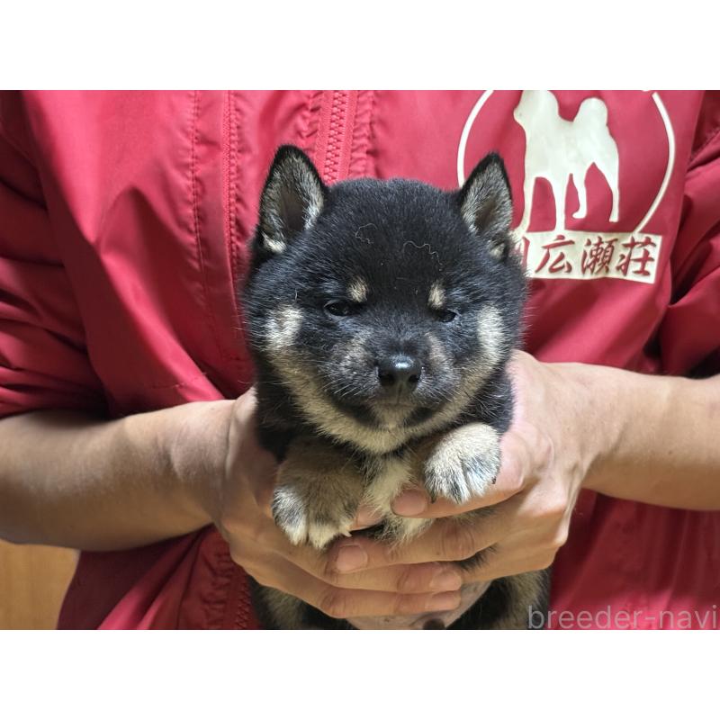 販売中の千葉県の豆柴-408657の4枚目