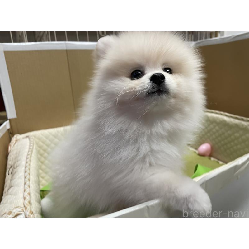 販売中の岐阜県のポメラニアン-400645の4枚目