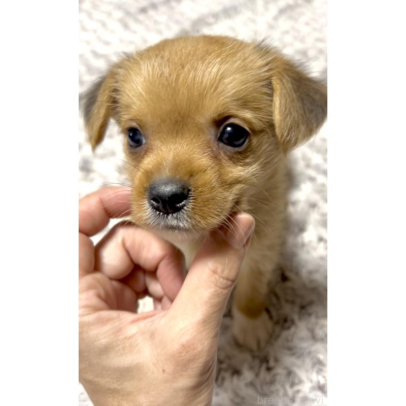 成約済の奈良県のミックス犬-404261の2枚目