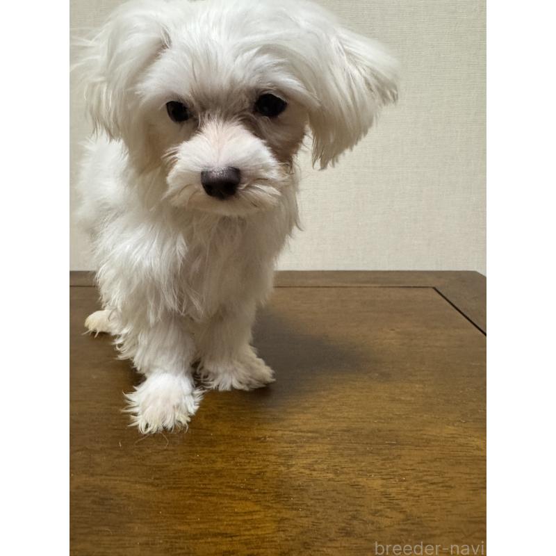 販売中の広島県のマルチーズ-400376の10枚目