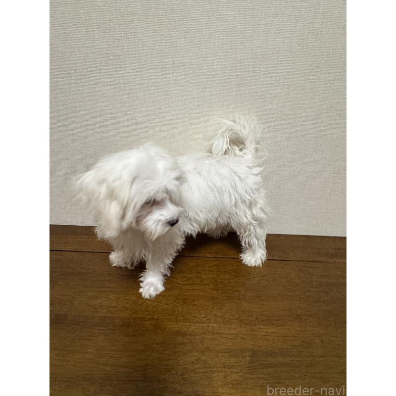 販売中の広島県のマルチーズ-400611の8枚目