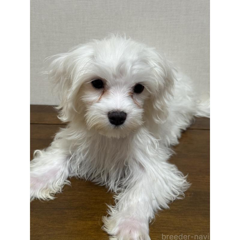 販売中の広島県のマルチーズ-400611の2枚目
