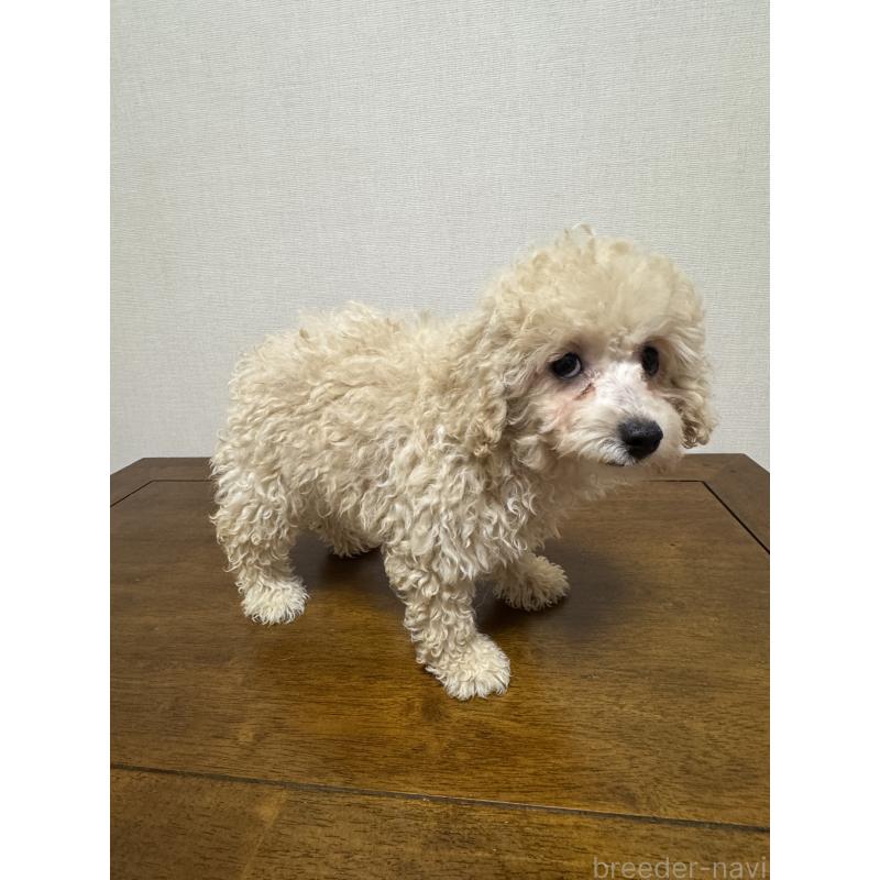 販売中の広島県のトイプードル-400976の4枚目