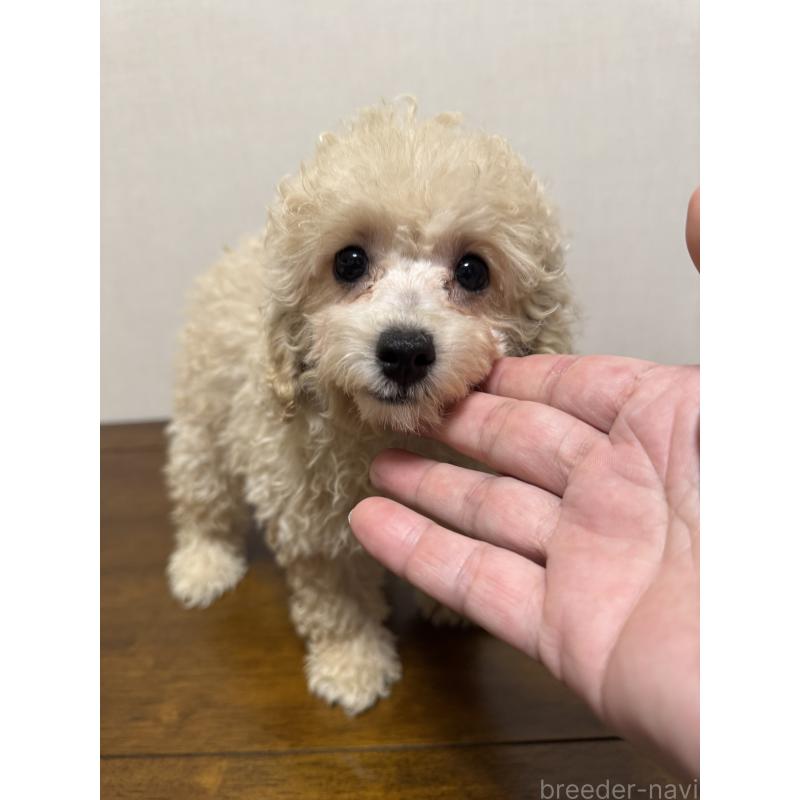 販売中の広島県のトイプードル-400976の2枚目