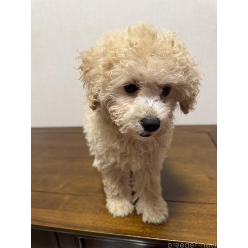 販売中の広島県のトイプードル-400614の5枚目