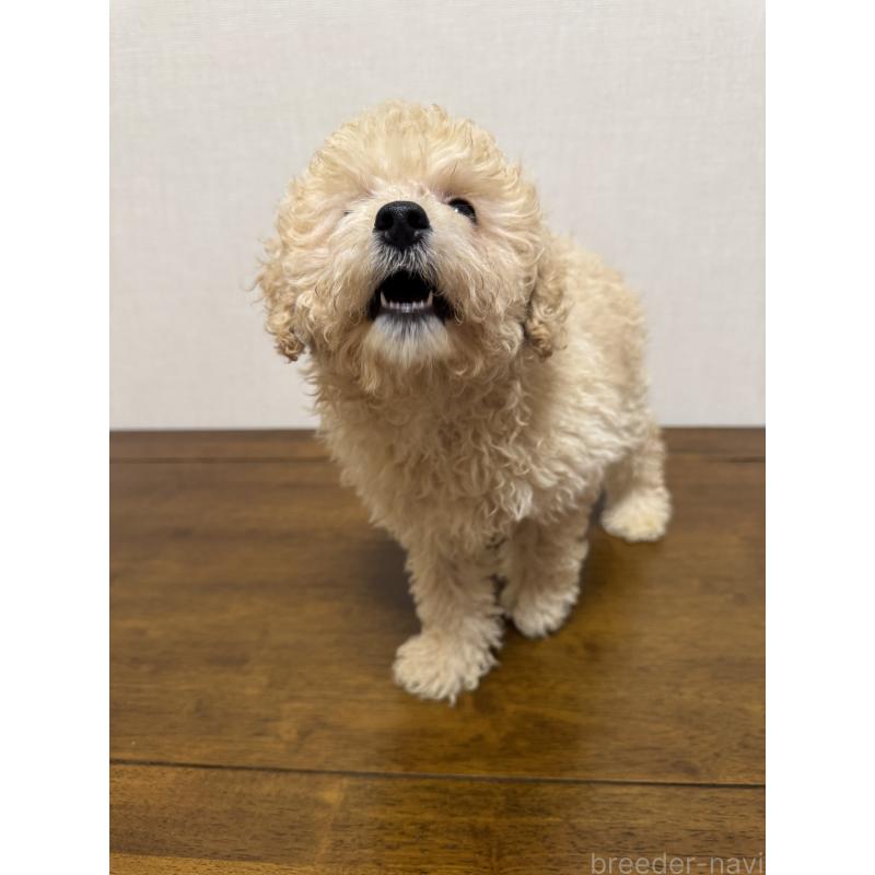 販売中の広島県のトイプードル-400614の3枚目